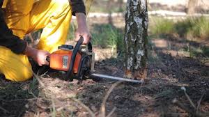 Best Tree Cabling and Bracing  in Port Jefferson Station, NY