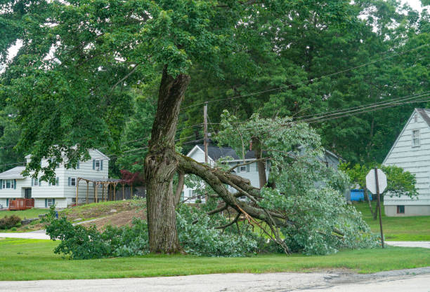 Professional Tree Services in Port Jefferson Station, NY