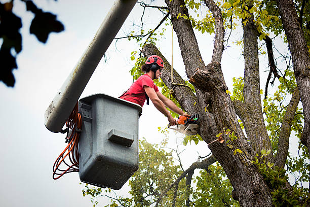 Best Hazardous Tree Removal  in Port Jefferson Station, NY